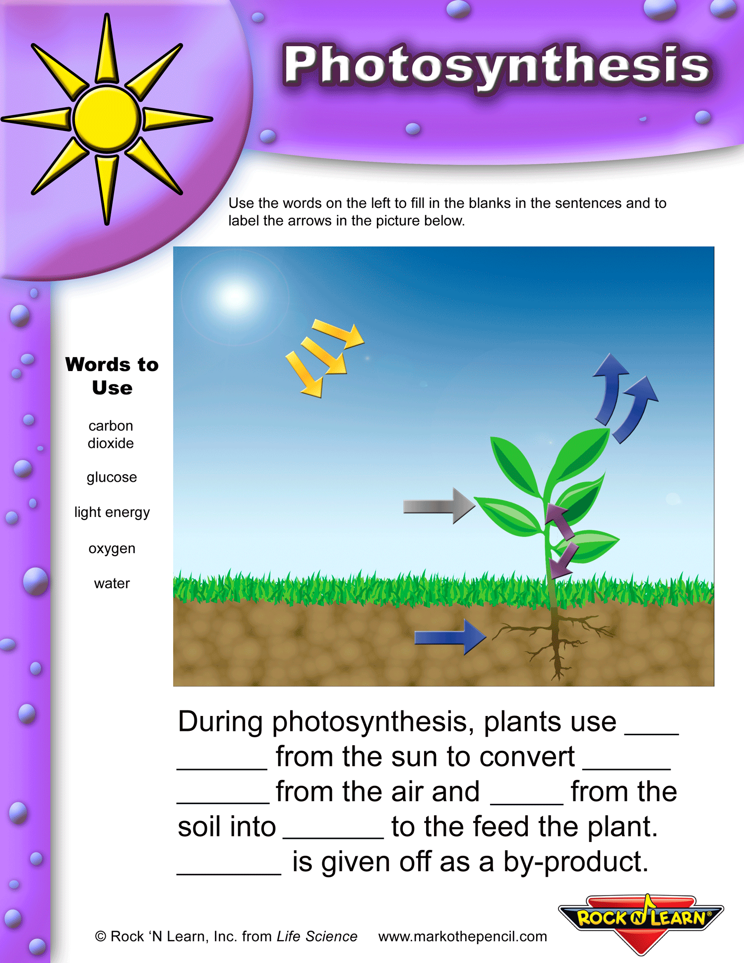 Plant Photosynthesis Worksheet - Free.